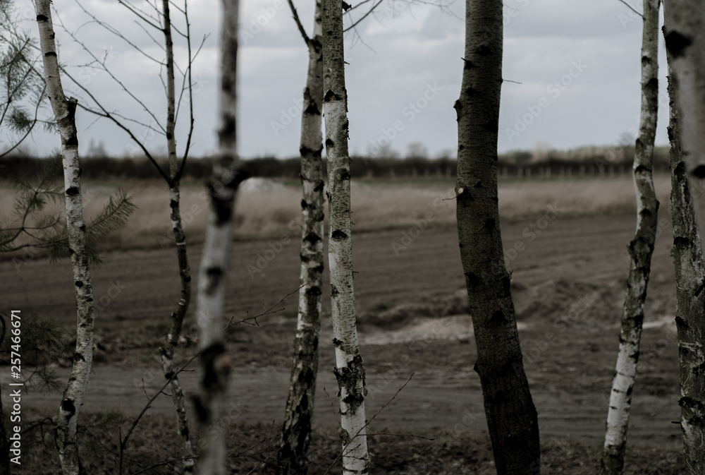 Young birch trees in the midle of the forest, between fields and meadows. Young birch trees in the midle of the forest, between fields and meadows.