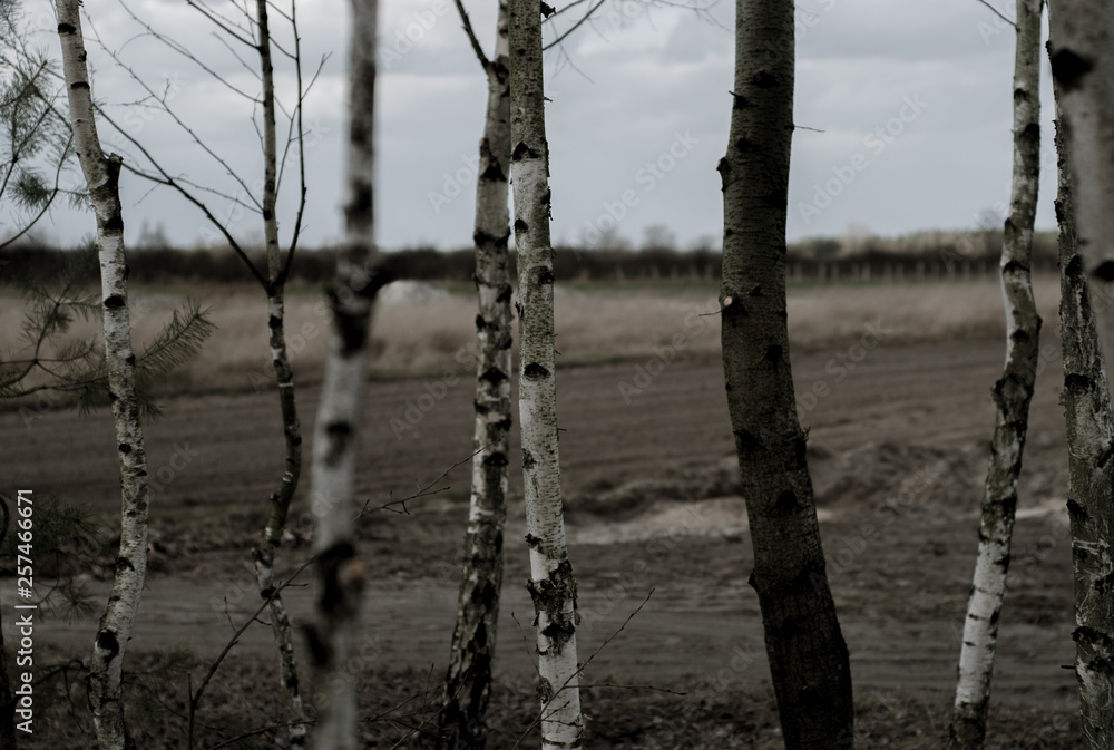 Young birch trees in the midle of the forest, between fields and meadows.