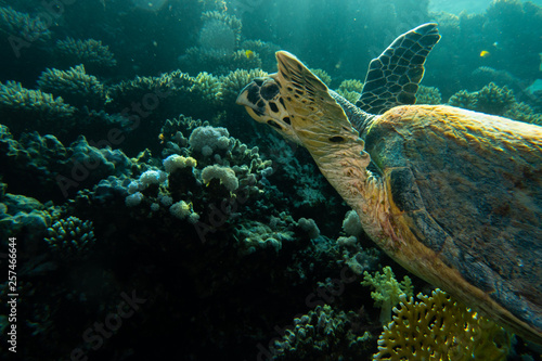 Hawksbill sea turtle in the Red Sea, dahab, blue lagoon sinai