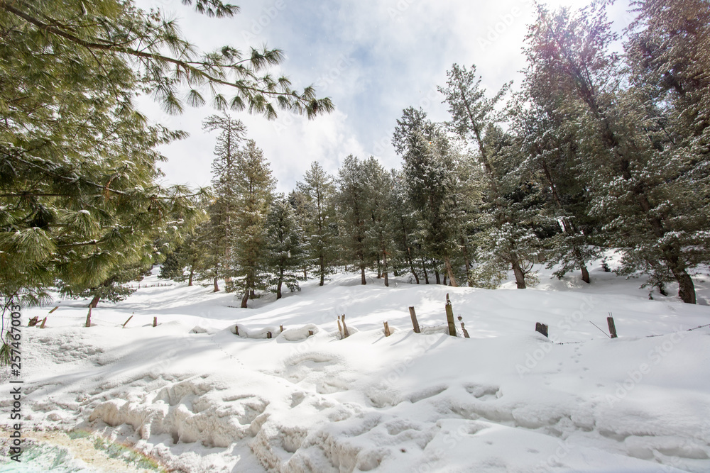 Pine trees in the mountains covered with snow and white in the winter Pine trees in the mountains covered with snow and white in the winter