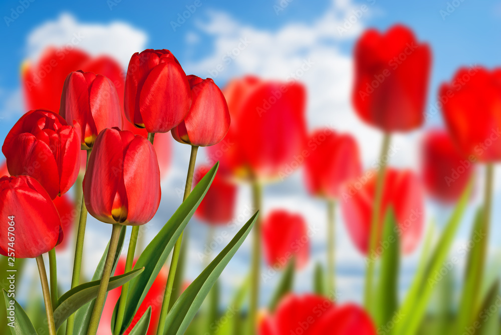 Red tulips in the flower bed with blue sky Red tulips in the flower bed with blue sky