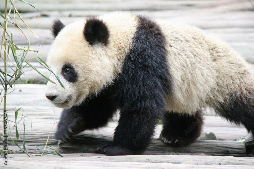 Obraz premium Giant panda