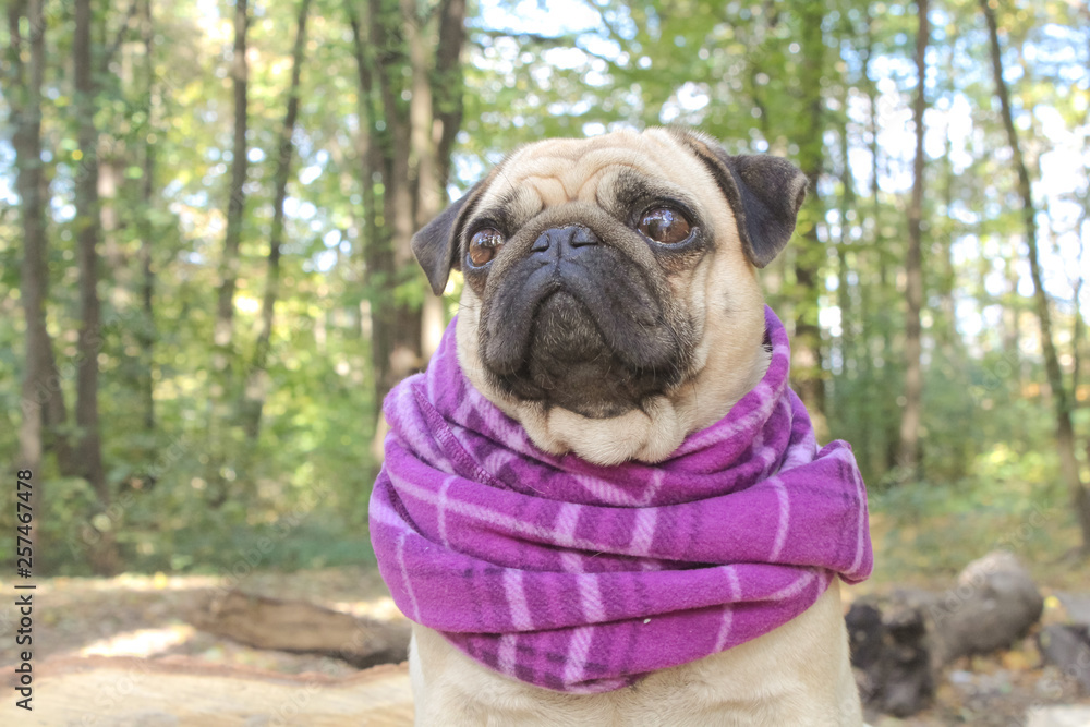 pug in spring park pug in spring park