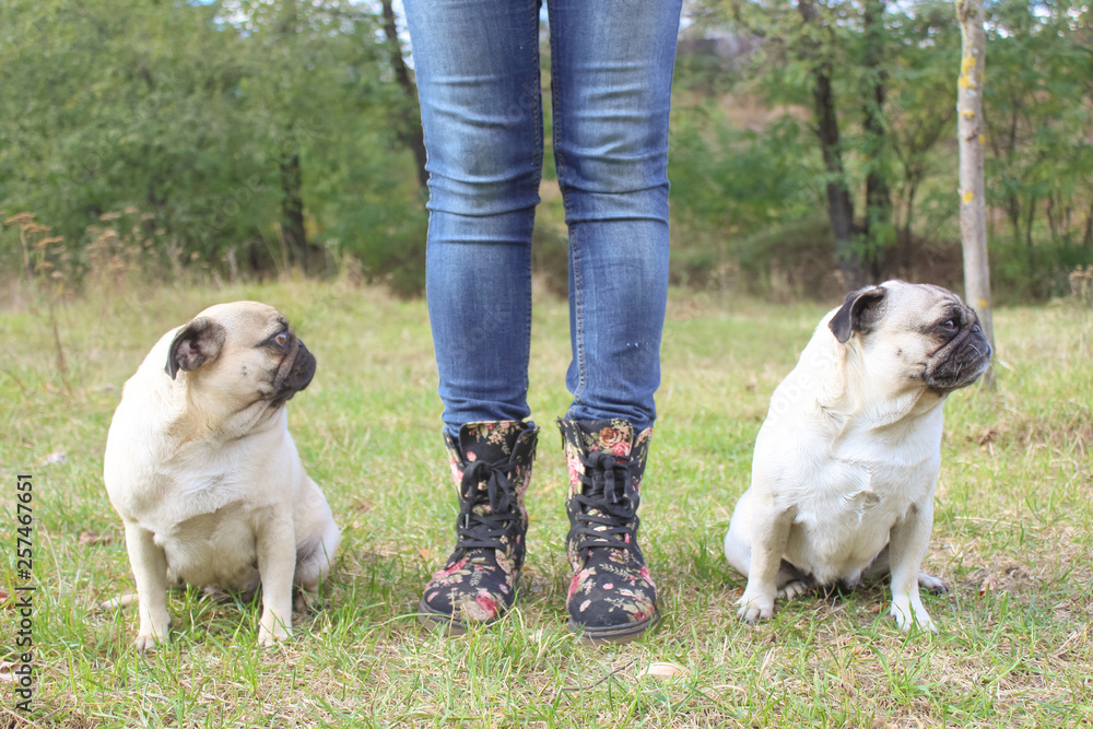 Obraz premium pug in spring park