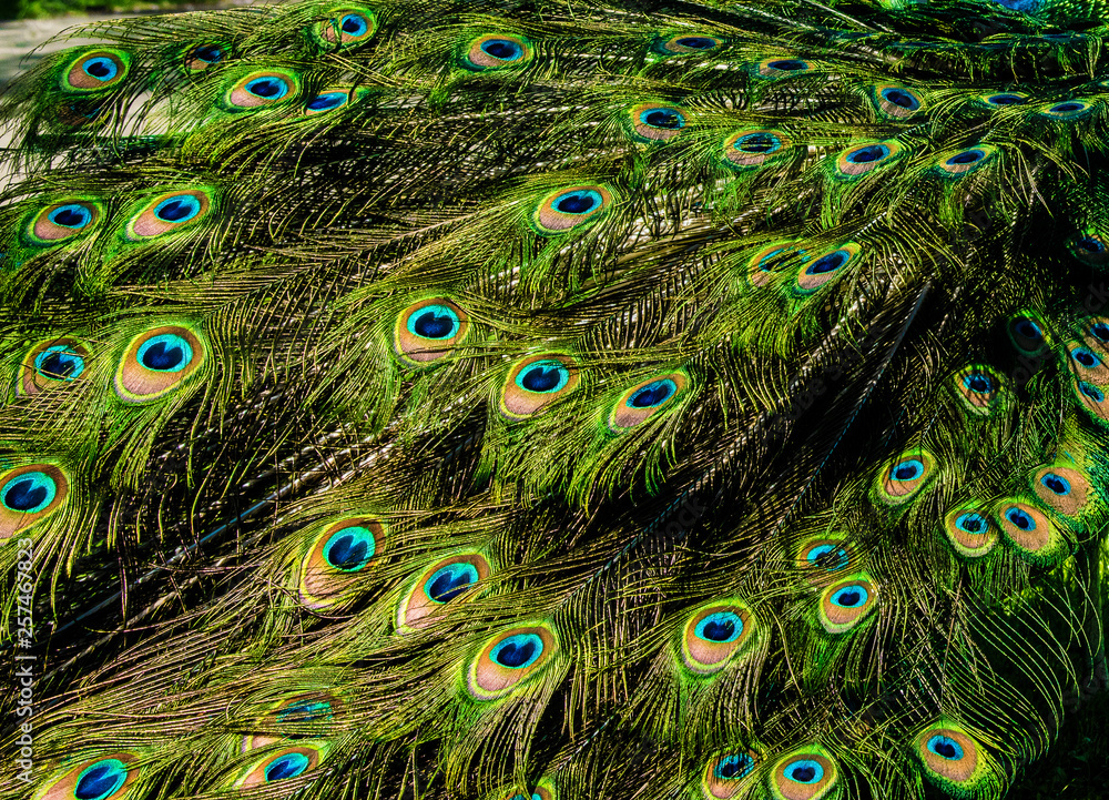 Obraz premium beautiful pattern of colorful peacock tail feathers