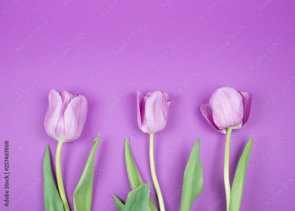 Three beautiful purple tulips on a purple background, top view (copy space for your text)
