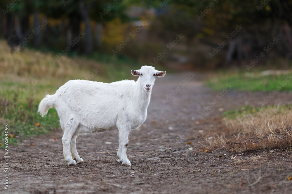 White goat stands on a rural country path White goat stands on a rural country path