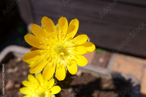 Far East Amur adonis photo