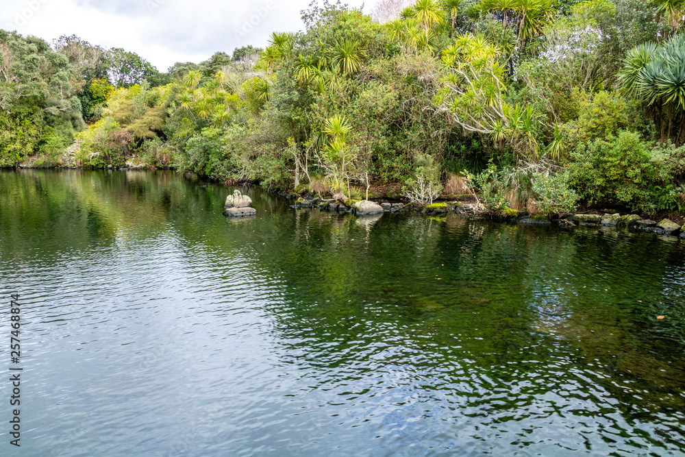 Western Springs Pond is home to many species of ducks and waterfowl, , Auckland, New Zealand