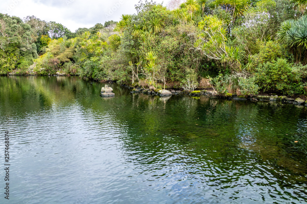 Western Springs Pond is home to many species of ducks and waterfowl, , Auckland, New Zealand Western Springs Pond is home to many species of ducks and waterfowl, , Auckland, New Zealand