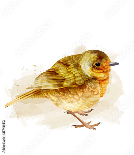 Small sparrow vector watercolor. cute bird isolated on white illustrations
