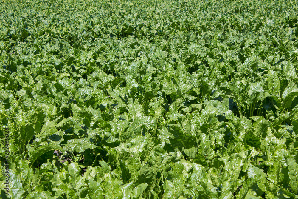 background beet field,the green field of sugar beet grows background beet field,the green field of sugar beet grows