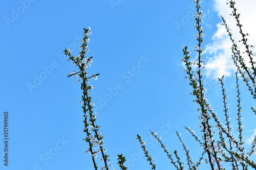 spring tree and blue sky
