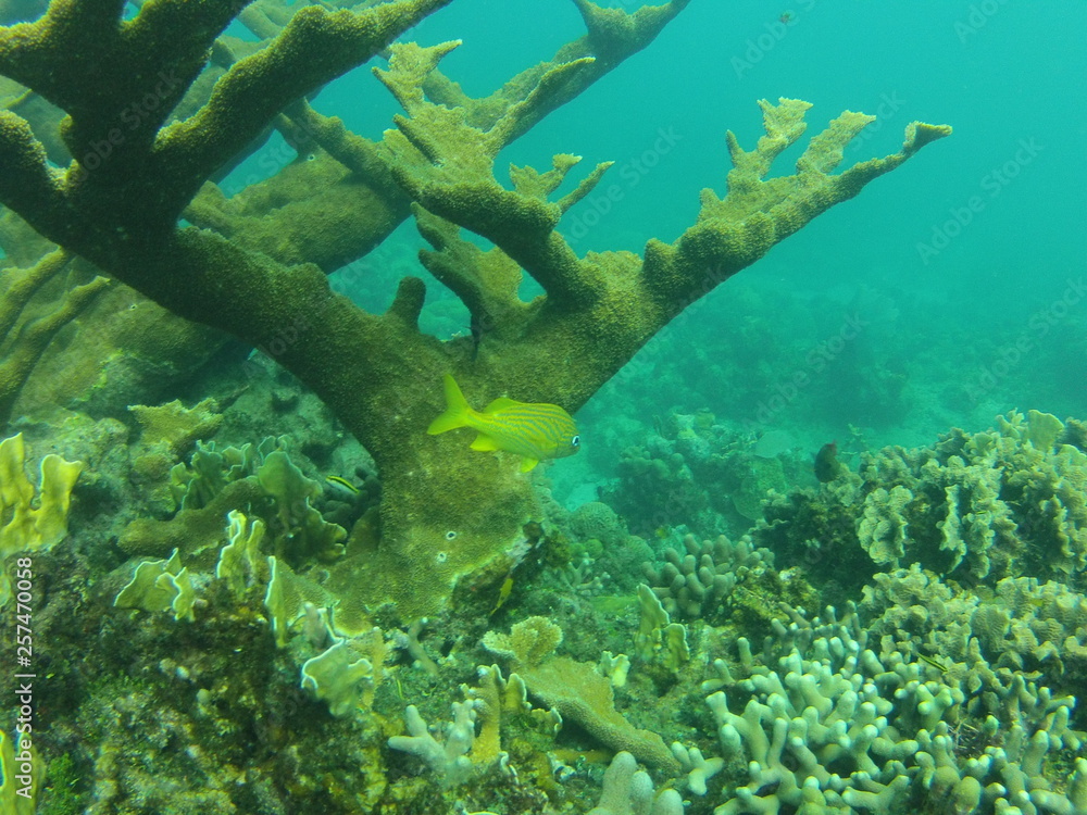 Fototapeta premium SCUBA Diving near Cuba