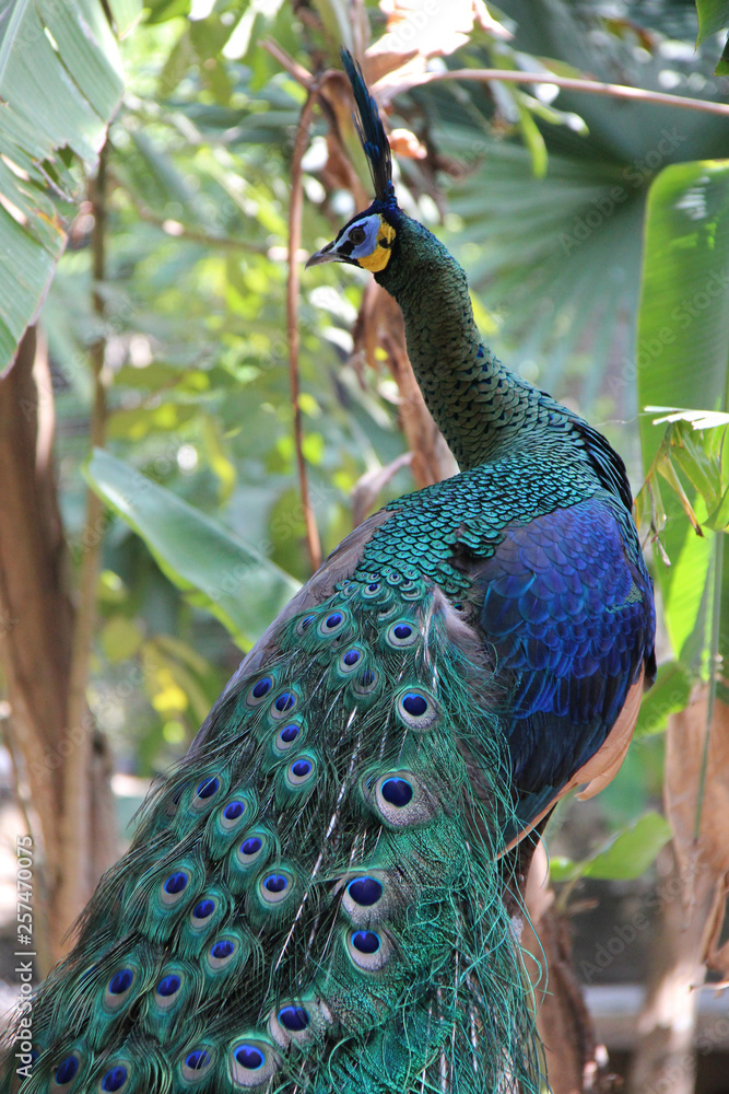 Naklejka premium Peacock 