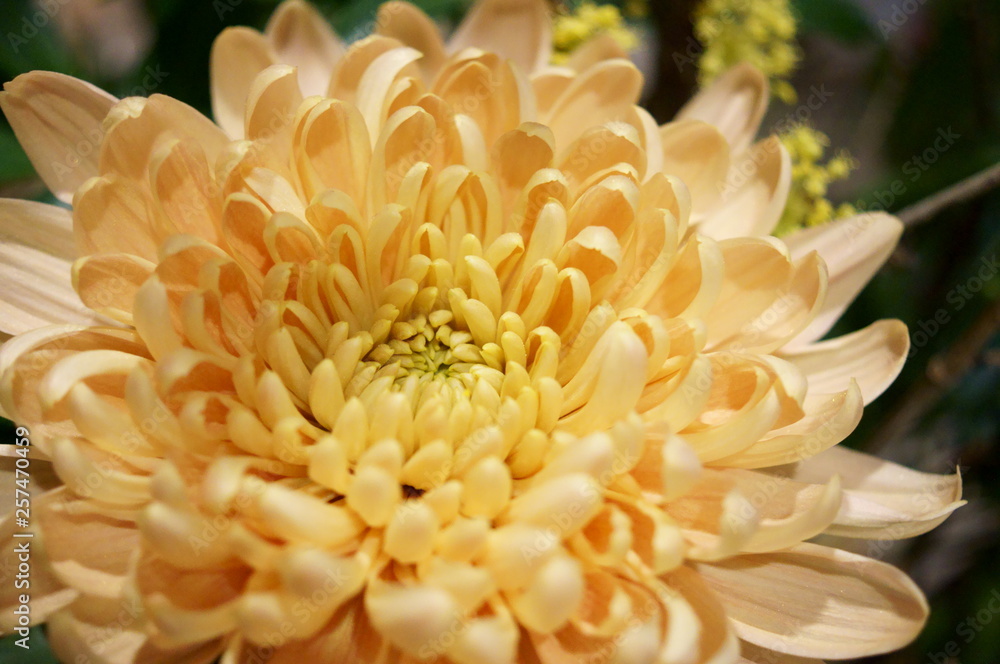 Chrysanthemum flower exhibition Chrysanthemum flower exhibition