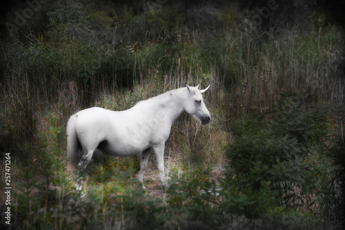 A white unicorn in a field