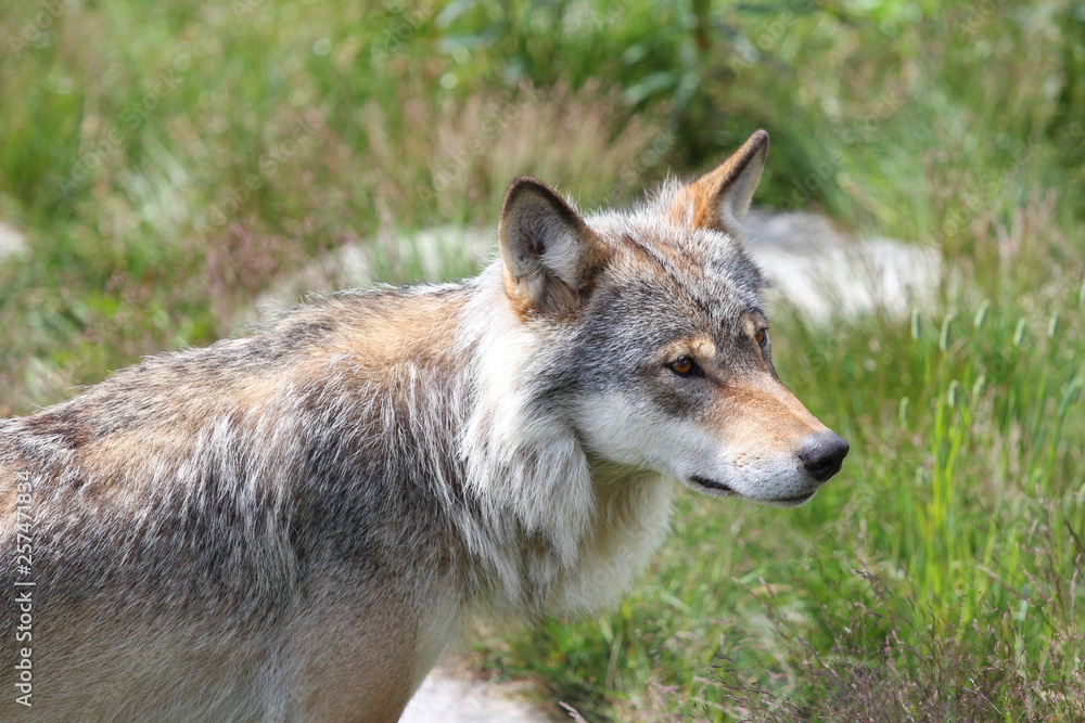 portrait of a wolf portrait of a wolf