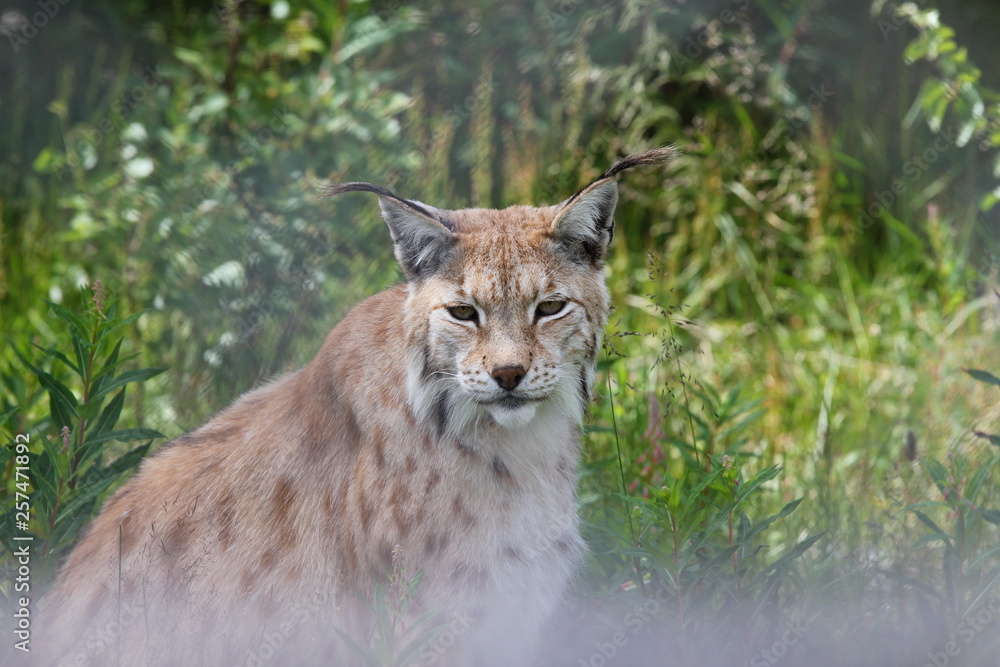 Obraz premium portrait of a lynx
