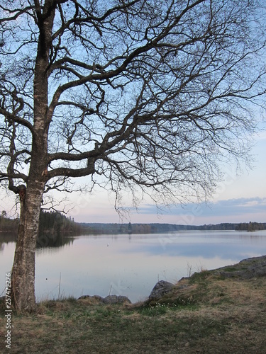 tree on the lake © Dagmara