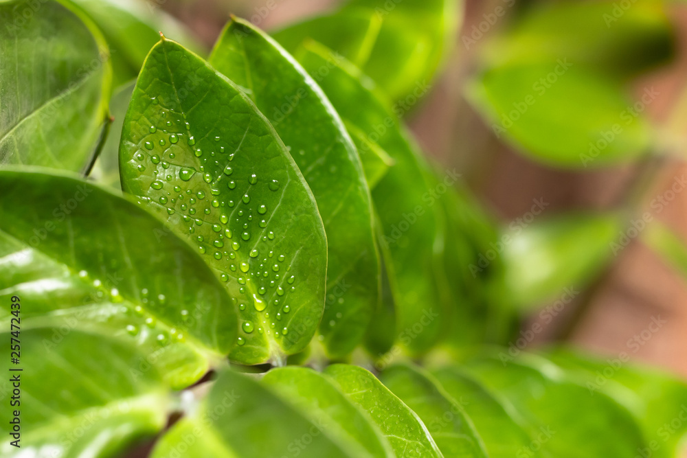 Water droplets on a leaf of a plant after spraying. Water droplets on a leaf of a plant after spraying.