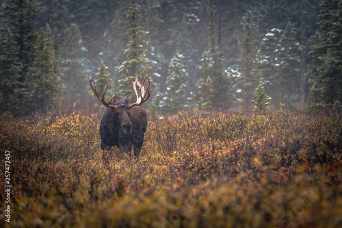 Wallpaper Mural Moose in the Forest Torontodigital.ca