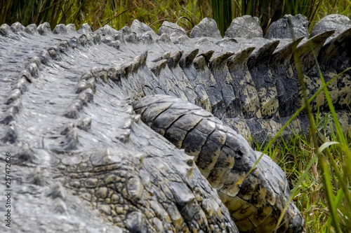 Crocodile in Murchison Falls in Uganda photo