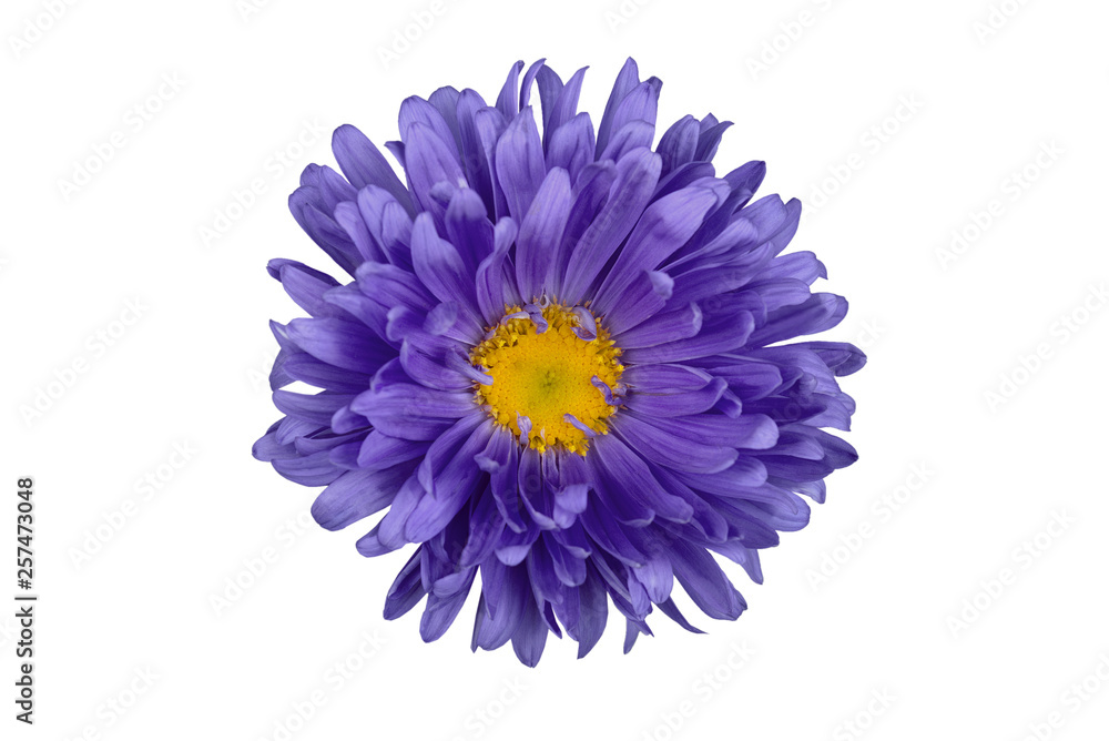 Flowered aster in isolation on a white background.Blue flower for designers. Flowered aster in isolation on a white background.Blue flower for designers.