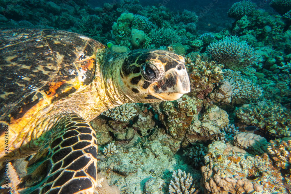 Hawksbill sea turtle in the Red Sea, dahab, blue lagoon sinai Hawksbill sea turtle in the Red Sea, dahab, blue lagoon sinai