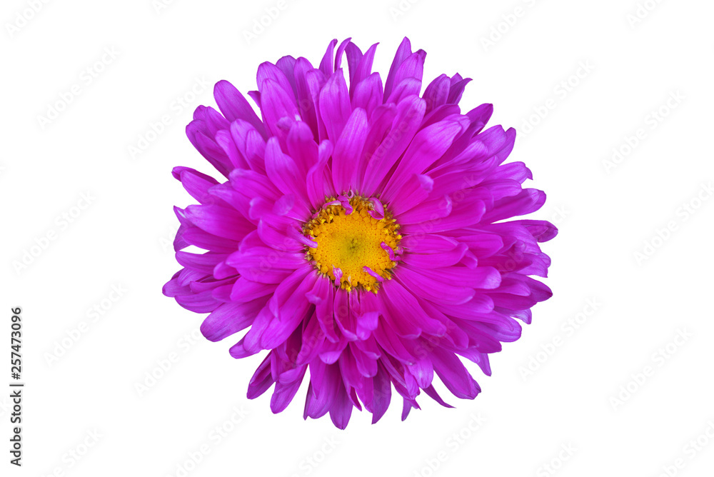 flowered aster in isolation on a white background