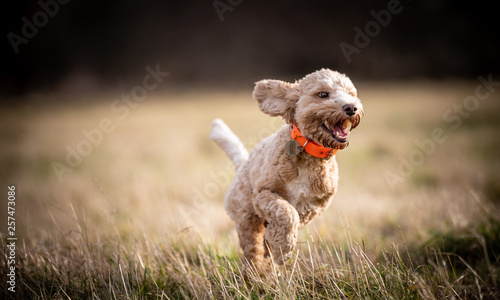The Cockapoo