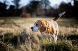 The Beagle 