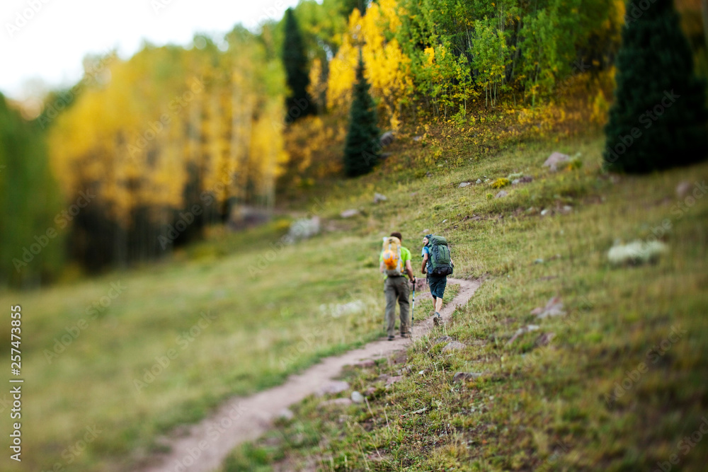 Two young men hike through a aspen forest in the fall colors on there way to climb Capitol mountain. Two young men hike through a aspen forest in the fall colors on there way to climb Capitol mountain.