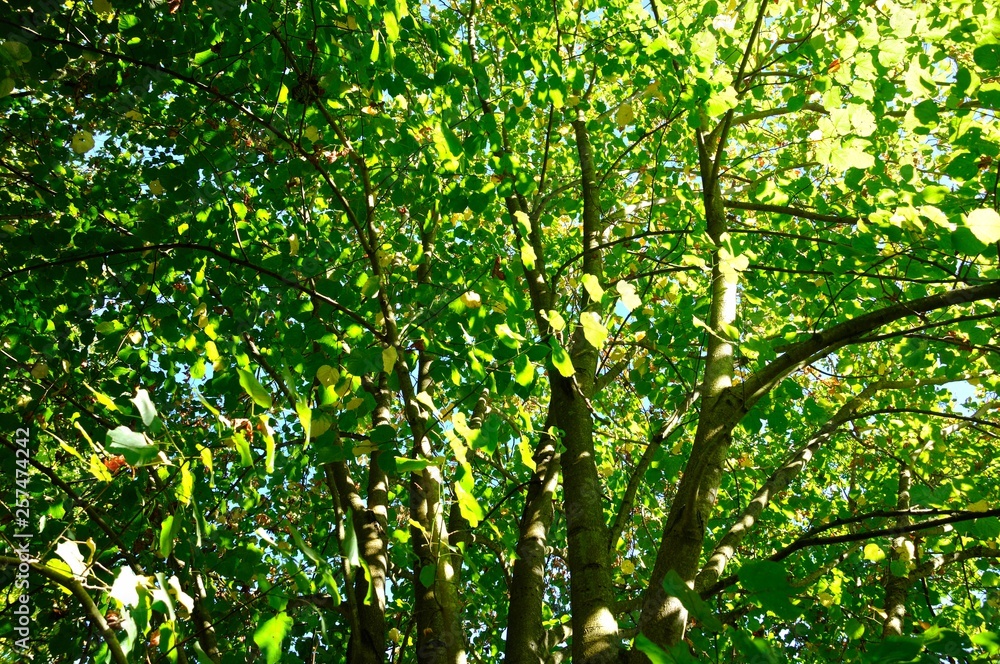 Tree at summer Tree at summer