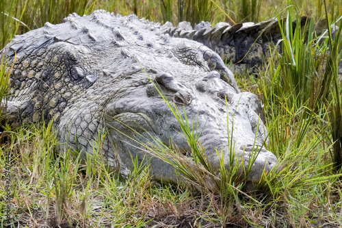 Crocodile in Murchison Falls in Uganda photo