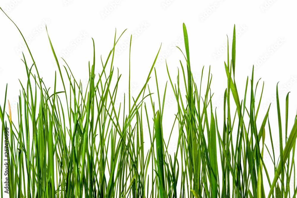 Green wheat grass close up on white background Green wheat grass close up on white background