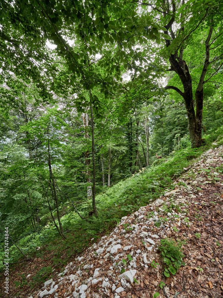 A dirt mountain road among the green trees on a cloudy summer day A dirt mountain road among the green trees on a cloudy summer day