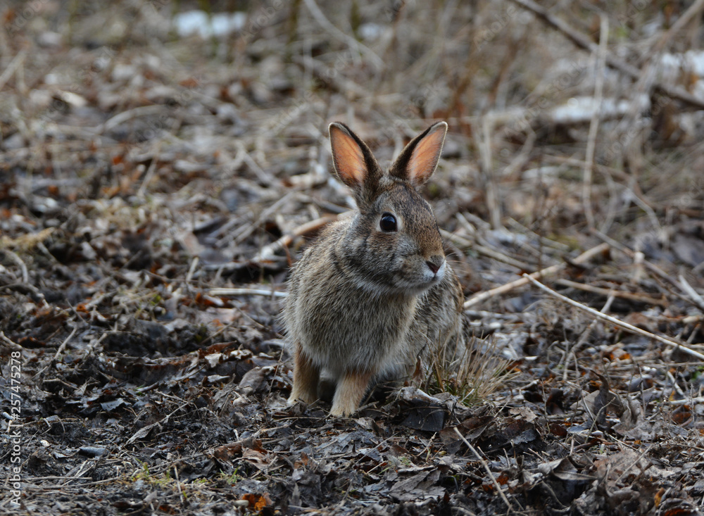 Fototapeta premium Bunny Rabbit 