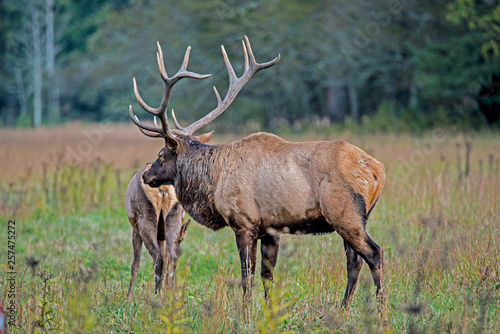 A bull Elk checks on his female harem during the rutting season.