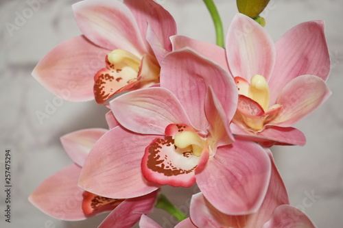 pink Orchid Cymbidium