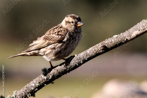 Rock sparrow. Petronia petronia