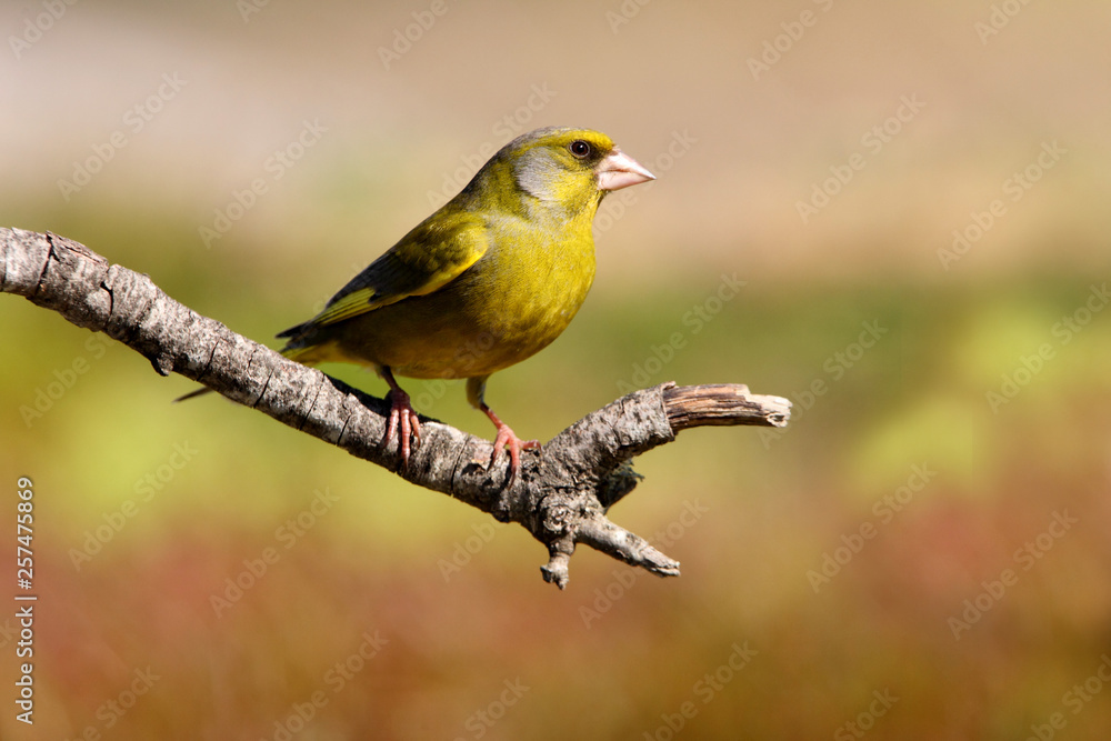 Obraz premium European greenfinch. Chloris chloris