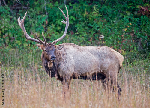 A bull Elk with large antlers during the rutting season in the Smokies.