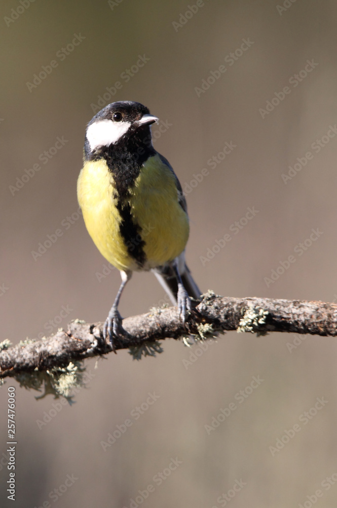 Great tit. Parus major