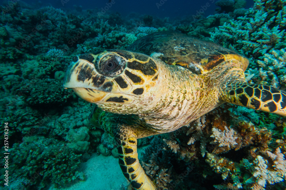 Fototapeta premium Hawksbill sea turtle in the Red Sea, dahab, blue lagoon sinai