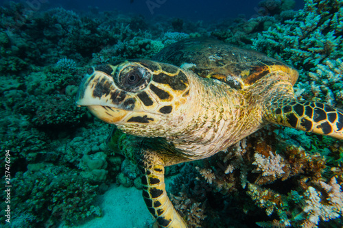 Hawksbill sea turtle in the Red Sea, dahab, blue lagoon sinai