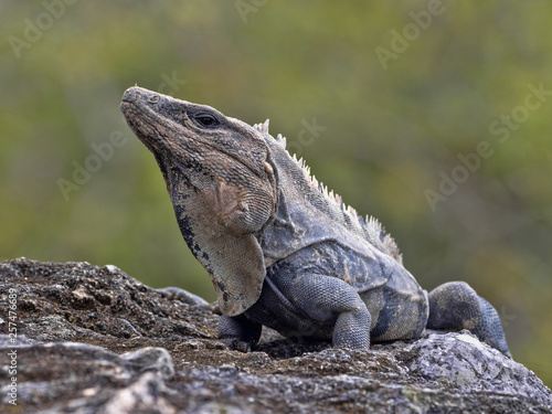 OLYMPUS DIGITAL CAMERABlack iguana, Ctenosaura similis, is a massive lizard, residing mostly on the ground, Belize