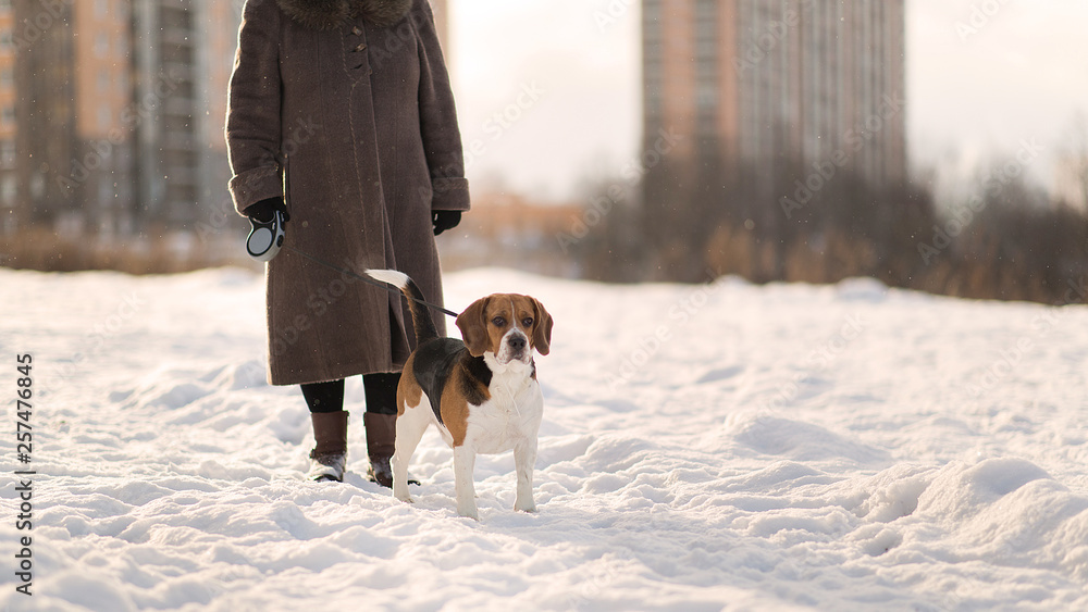 Cheerful woman walking with a dog on a meadow in winter