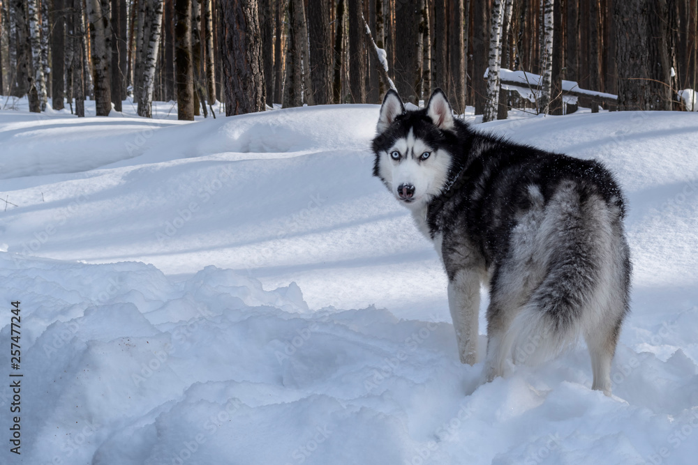 Siberian husky dog in sunny winter forest. Look at camera. Copy space.