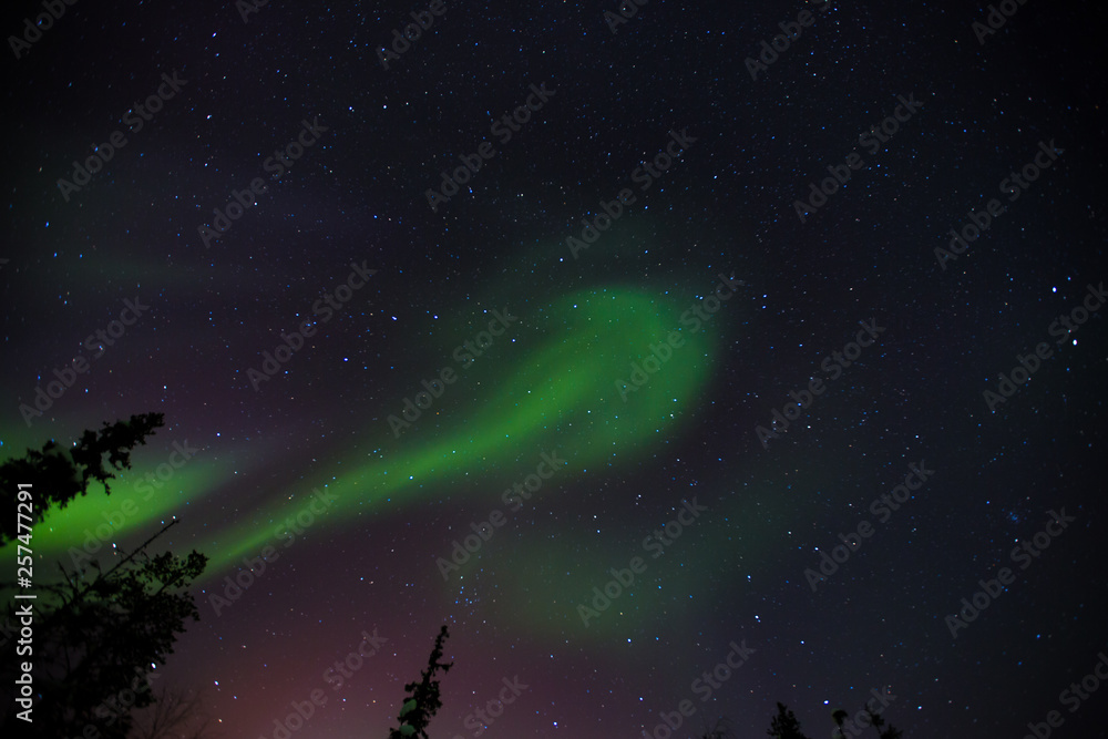 Fototapeta premium aurora borelias